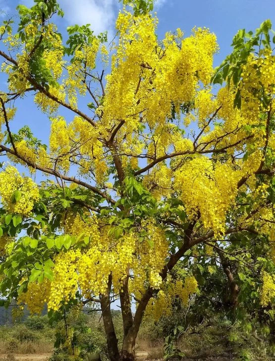 Bahava_Amaltas