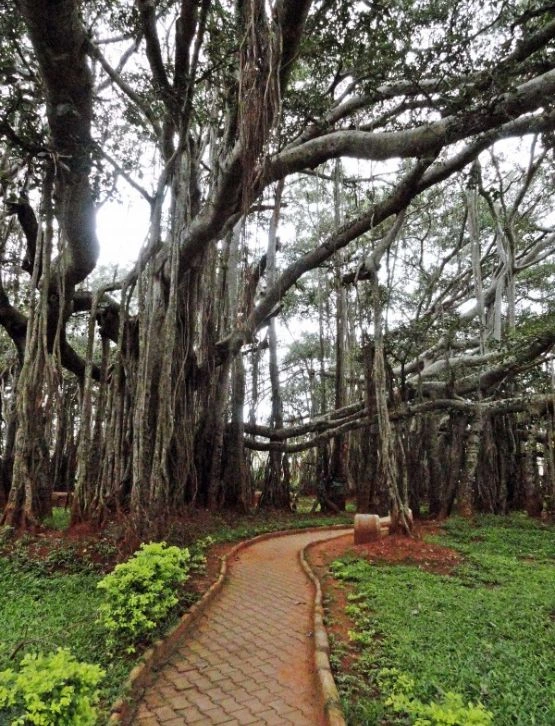 Banyan