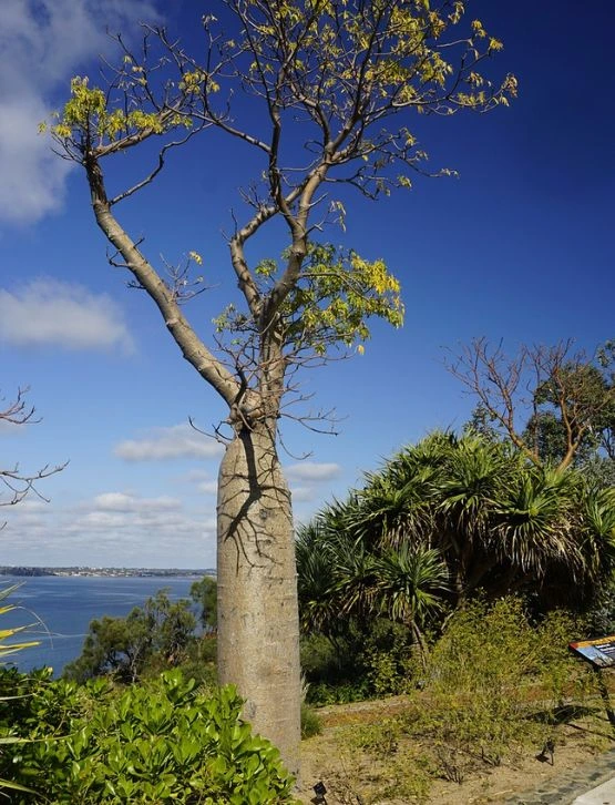 Baobab