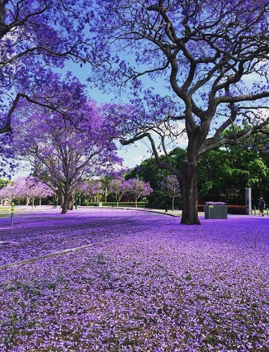 Jacaranda