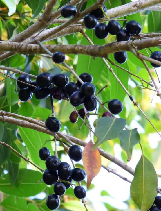 Jamun