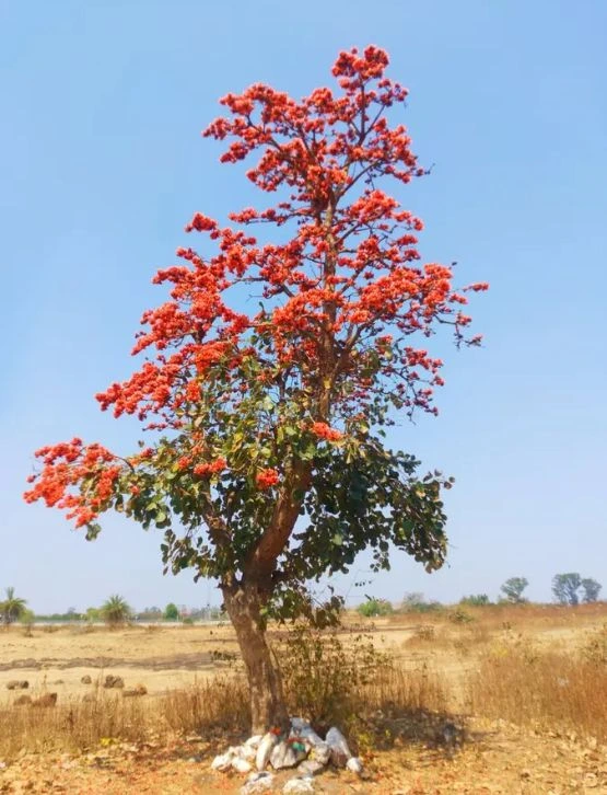 Palash