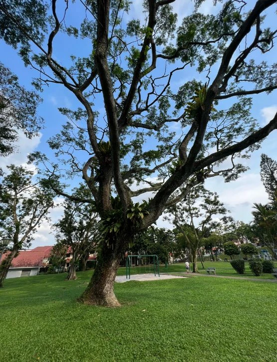 Rain Tree