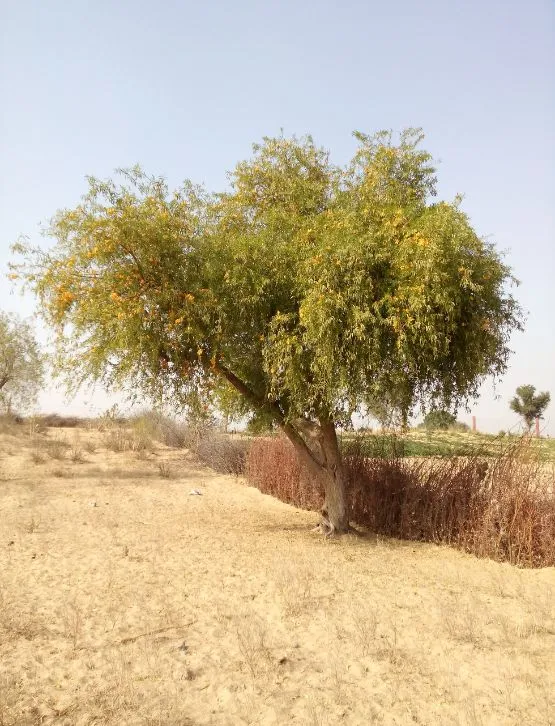 Rohida