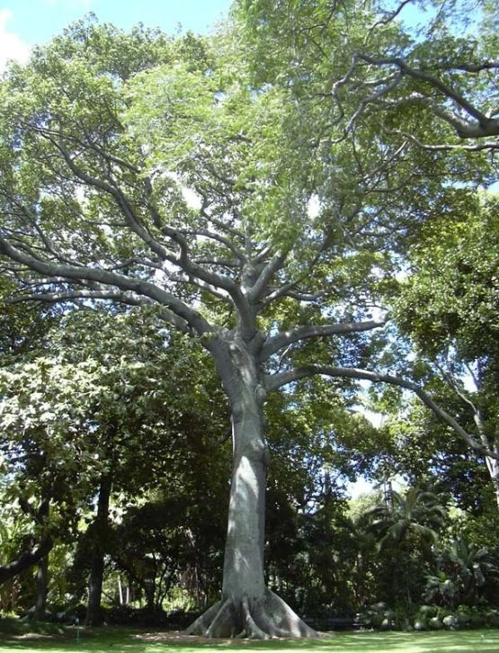 Silk Cotton Tree