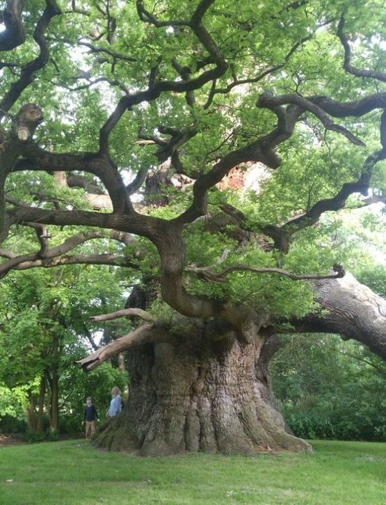 Silver Oak