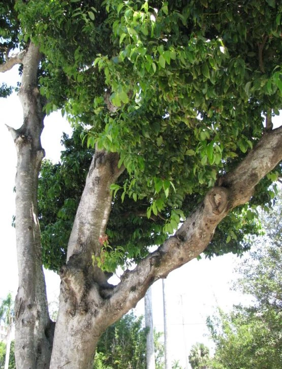 Vietnamese Cinnamon tree