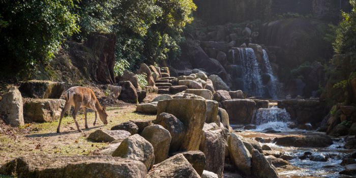 sanjay gandhi national park photos